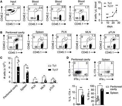 In Vitro-Generated Tc17 Cells Present a Memory Phenotype and Serve As a Reservoir of Tc1 Cells In Vivo